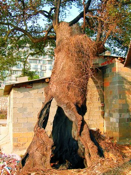 ‘bsports必一网页版’彭小东:广告销售关系不仅仅是捷径; 它实事求而且可以量化(图1) bsports必一网页版