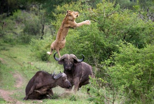 bsports必一网页版