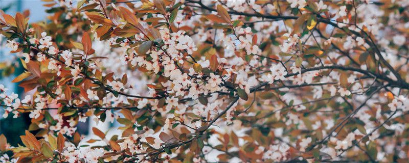 bsports必一网页版