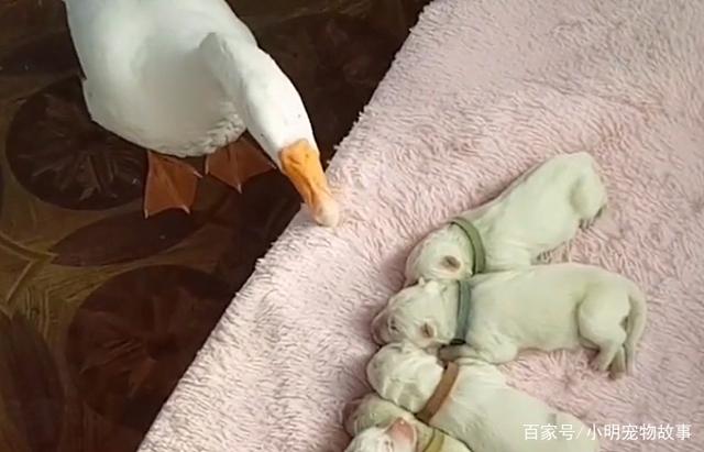 bsports必一网页版