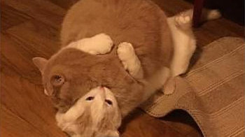 2023年亚洲杯六大赛场先容‘bsports必一网页版’(图2) bsports必一网页版