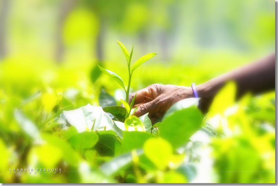 bsports必一网页版